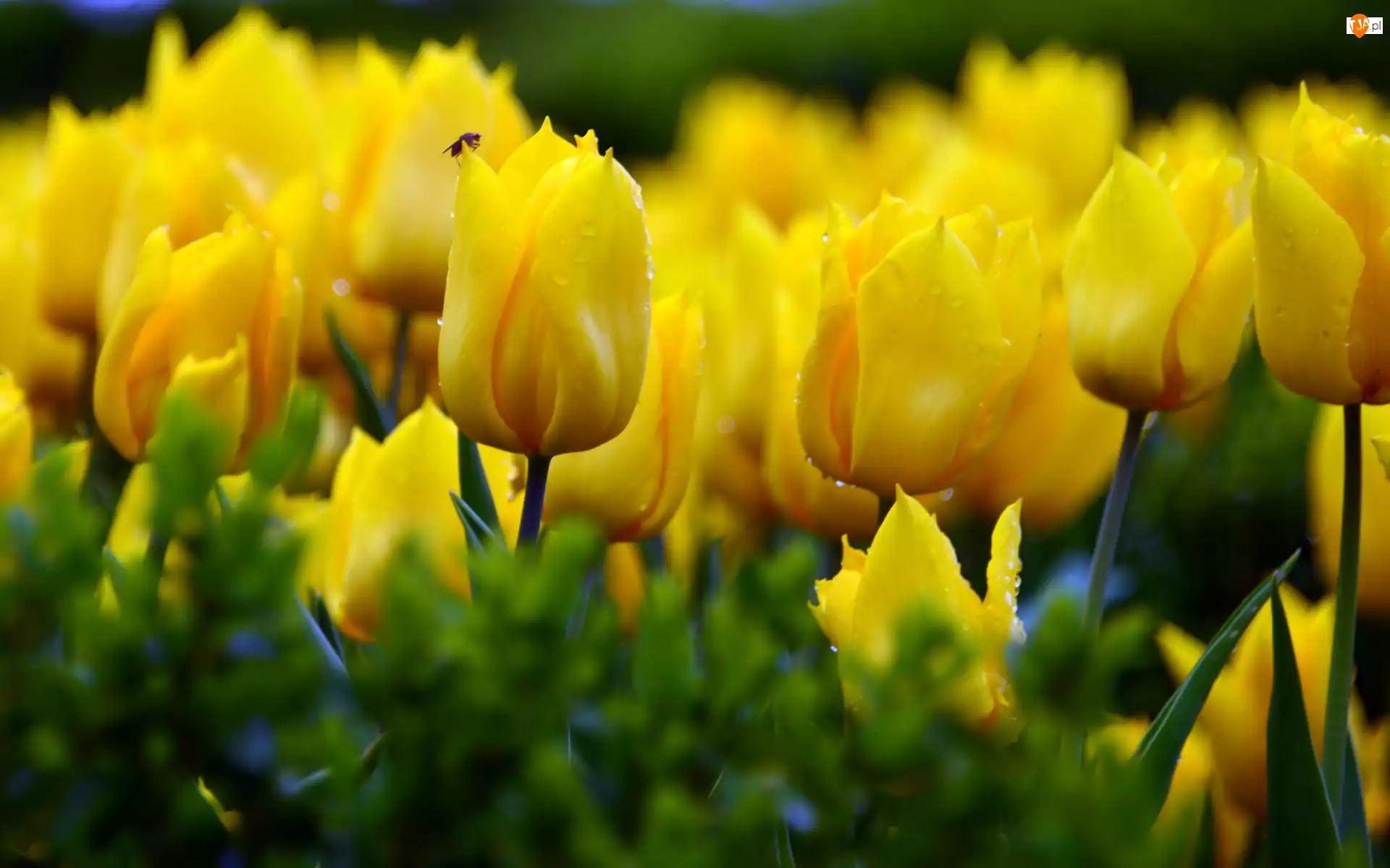 Owad, Żółte, Tulipany