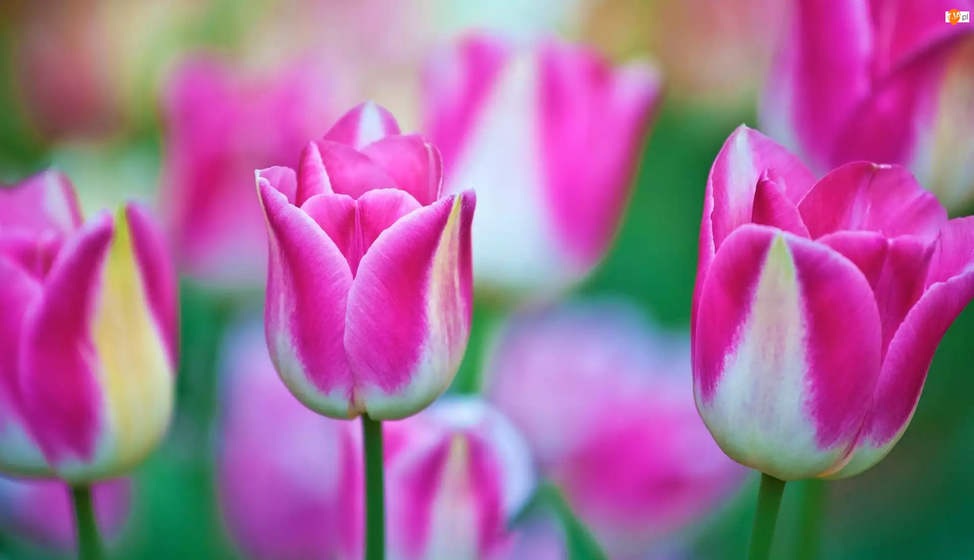 Tulipany, Różowo, Białe