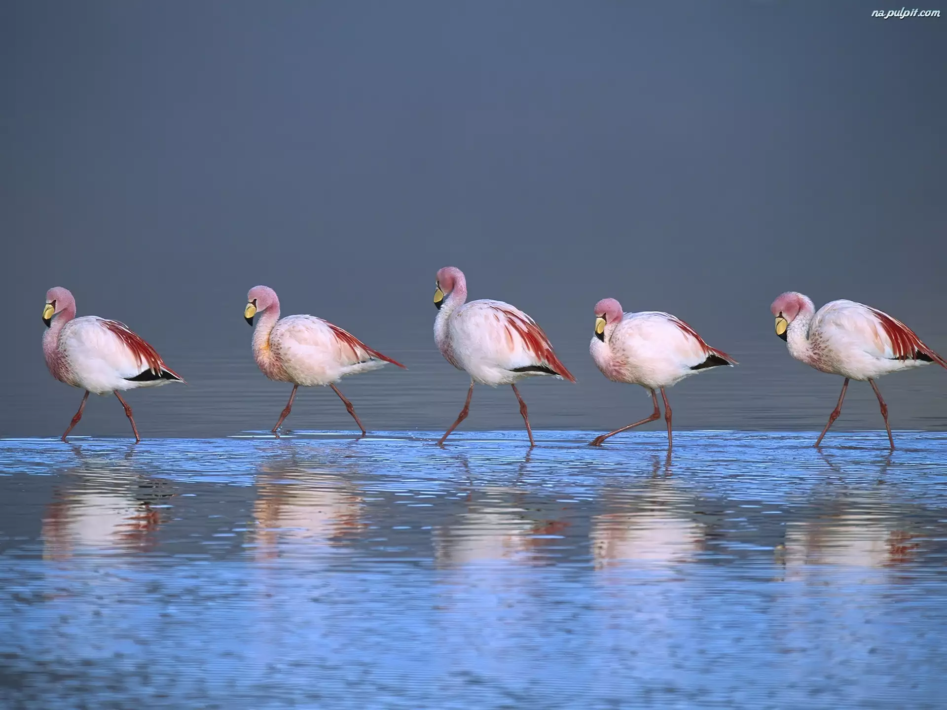 Boliwia, Flamingi, Brodzące, Laguna