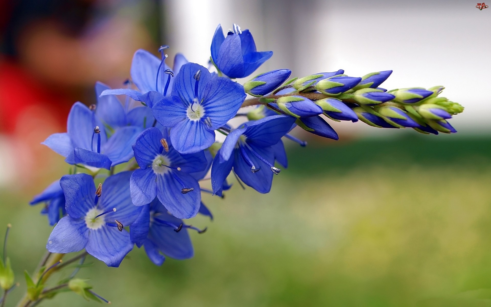 Kwiat, Niebieski, Polny