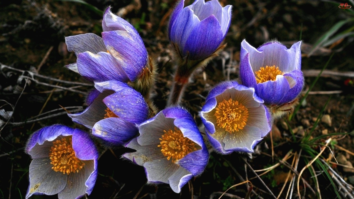 Sasanka, Kwiaty, Niebieski