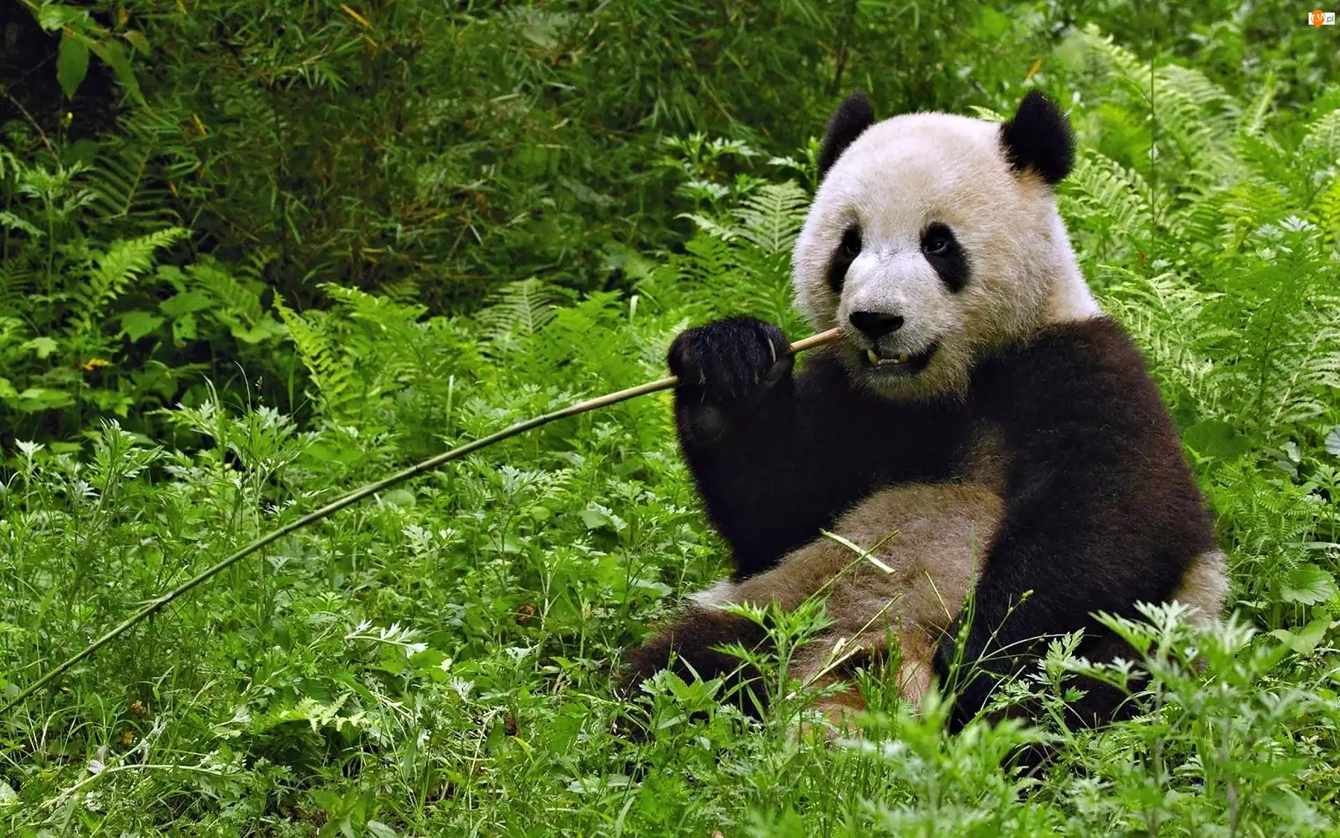 Trawy, Miś, Panda