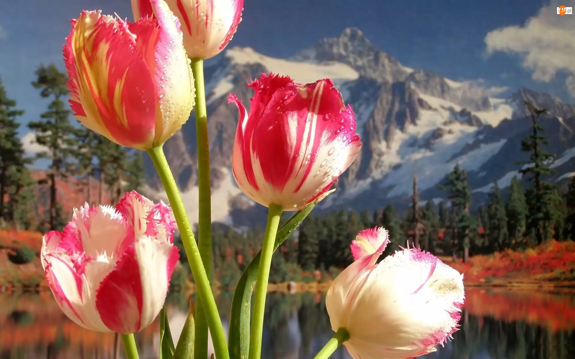 Góry, Tulipany