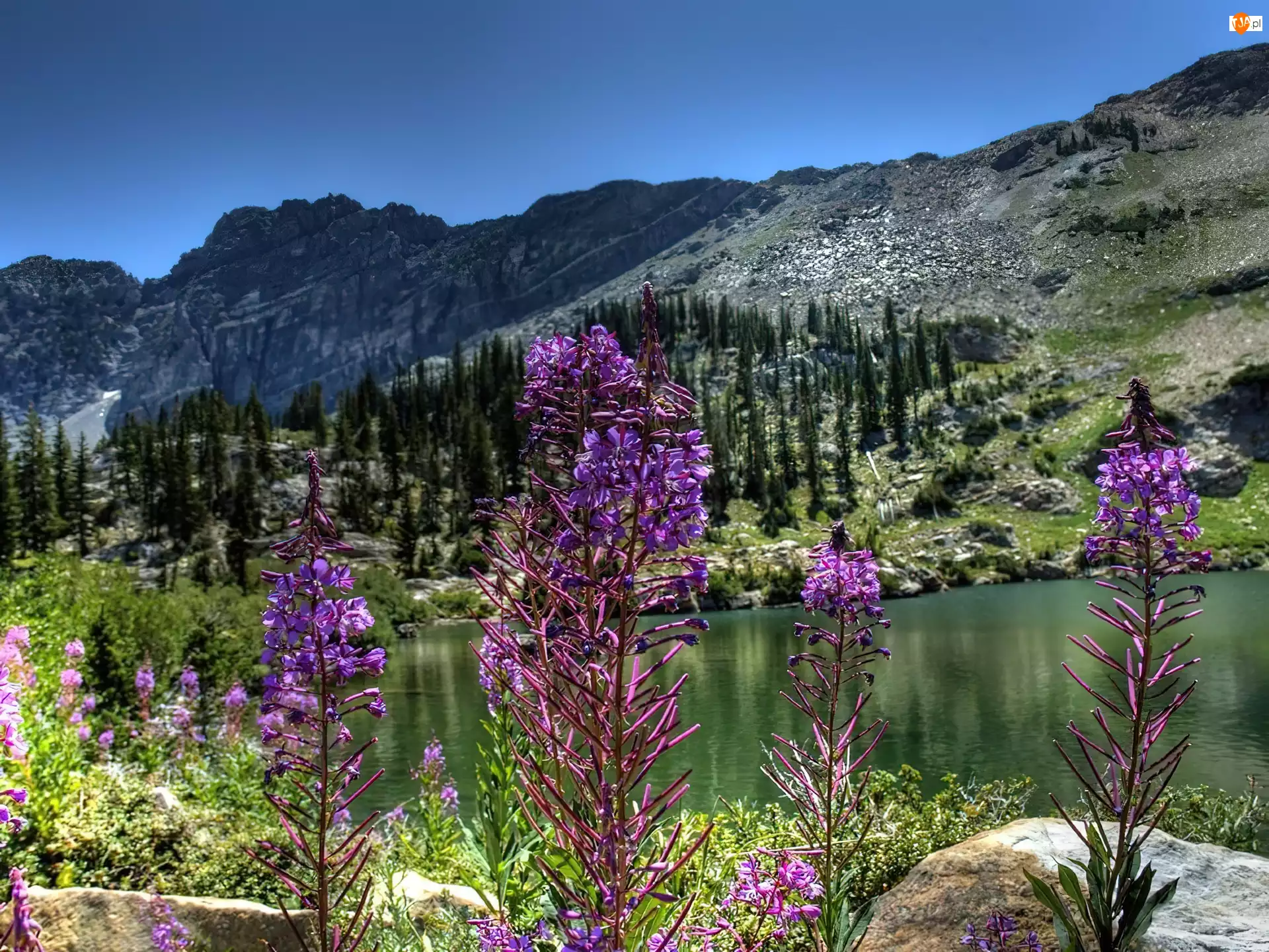 Góry, Jezioro, Kwiaty