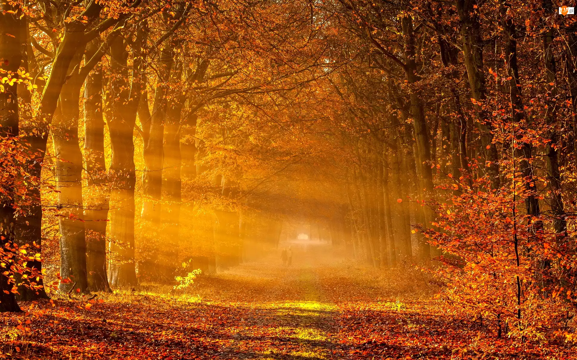 Jesień, Drzewa, Droga, Las, Promienie Słońca