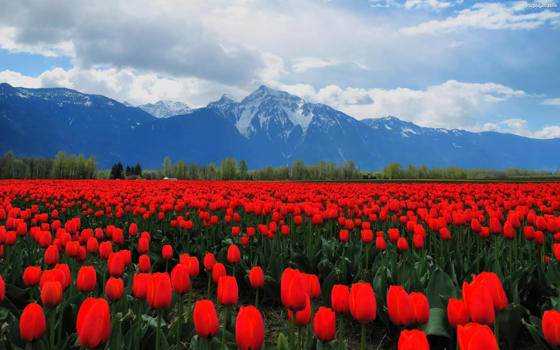 Góry, Czerwone, Tulipany