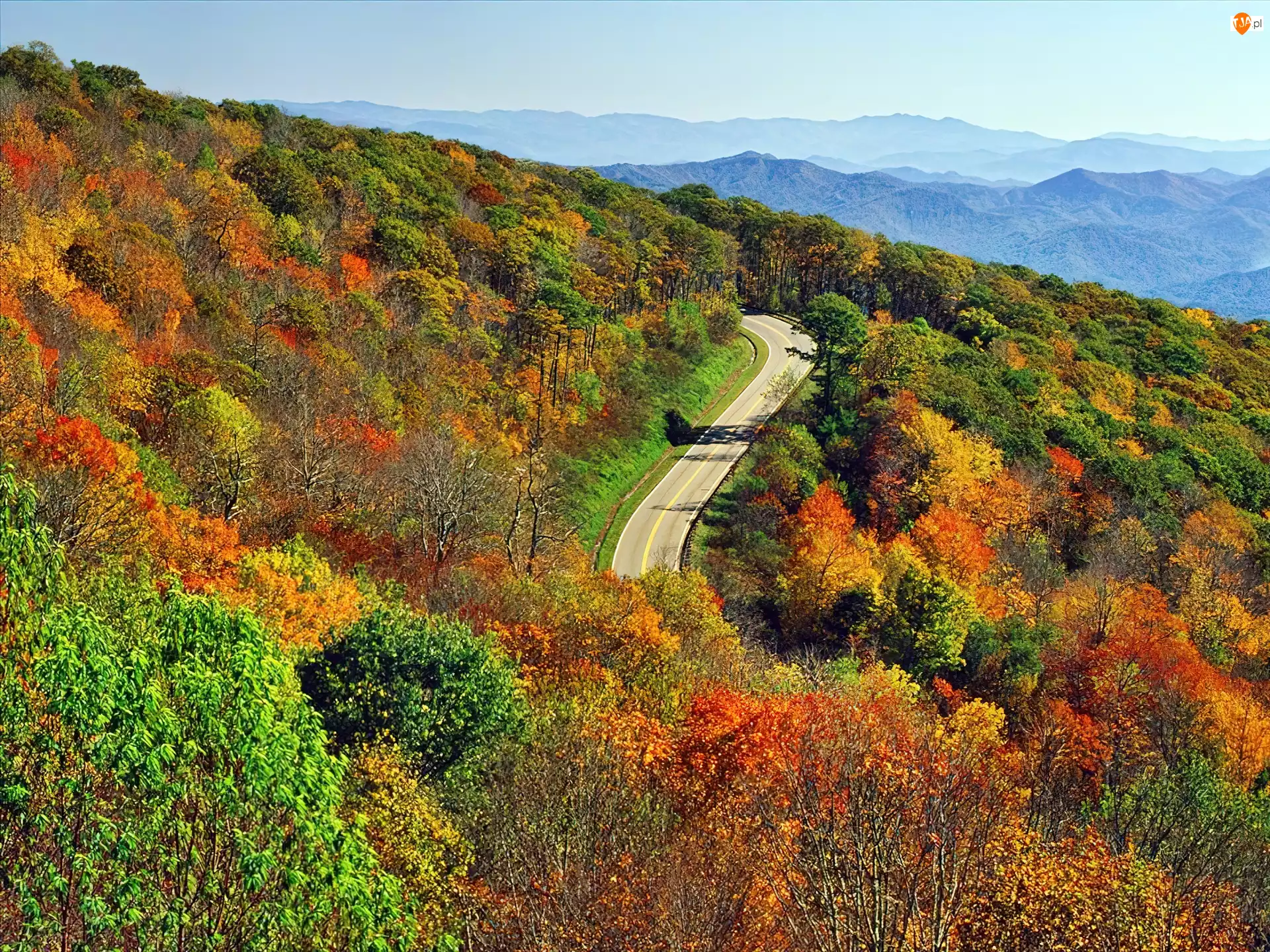 Droga, Lasy, Drzewa, Kolorowe, Jesień