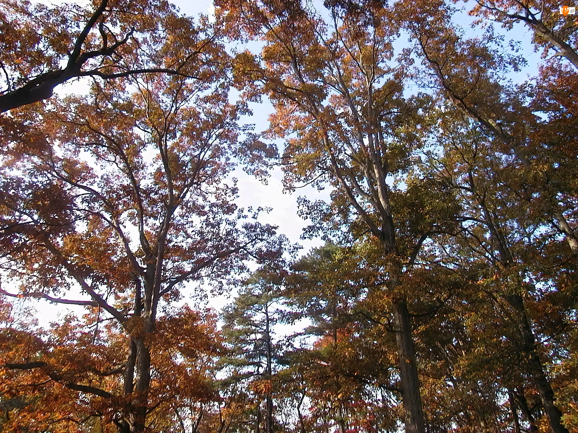 Drzew, Jesień, Korony