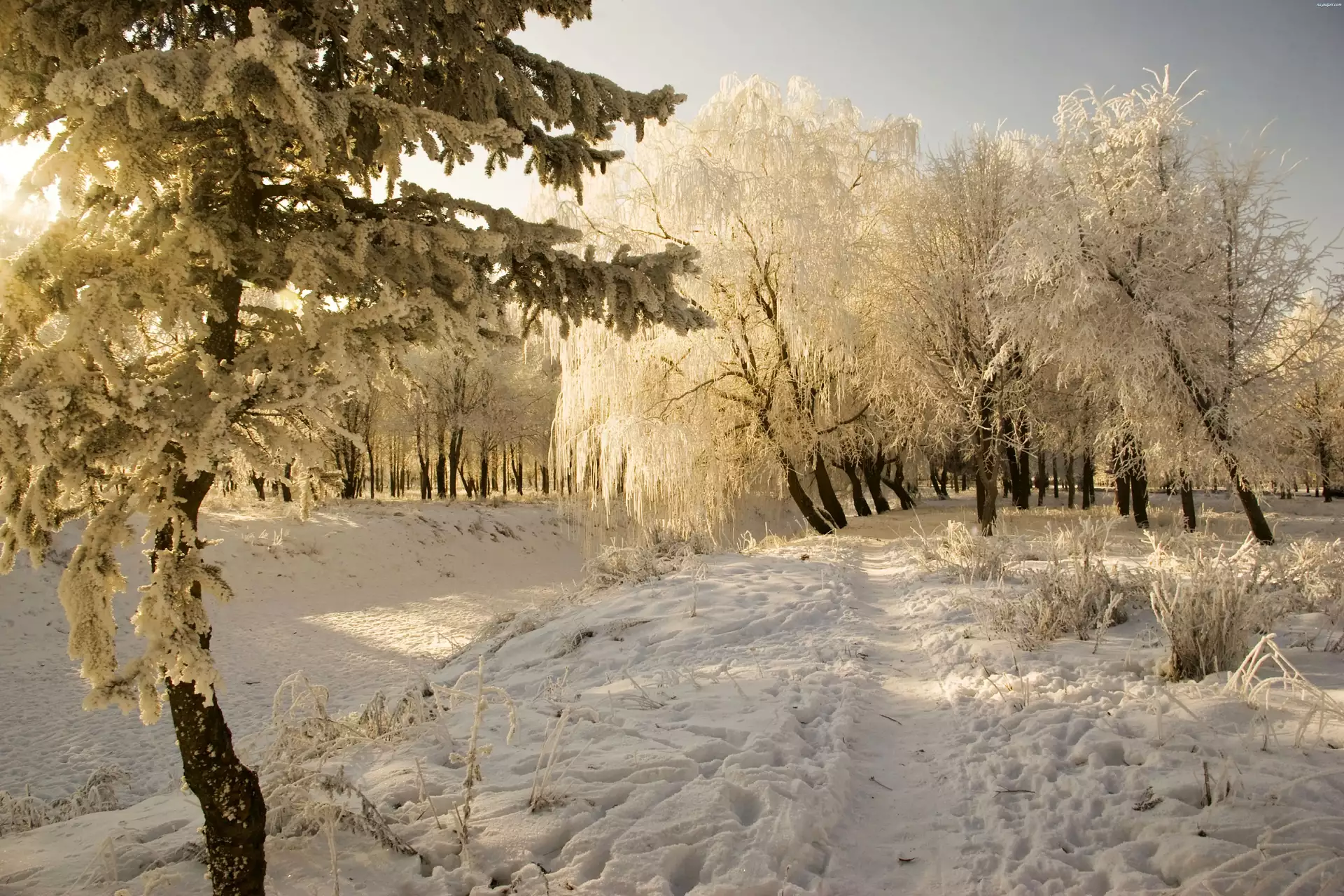 Drzewa, Zima, Śnieg, Ścieżka
