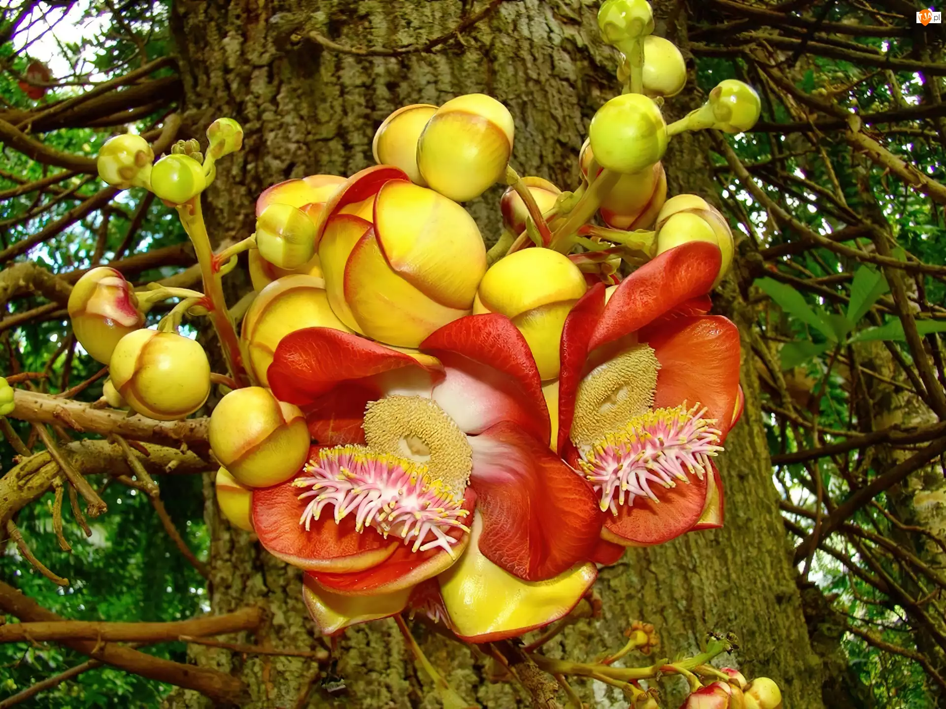 Couroupita guianensis Курупита гвианская дерево пушечных ядер