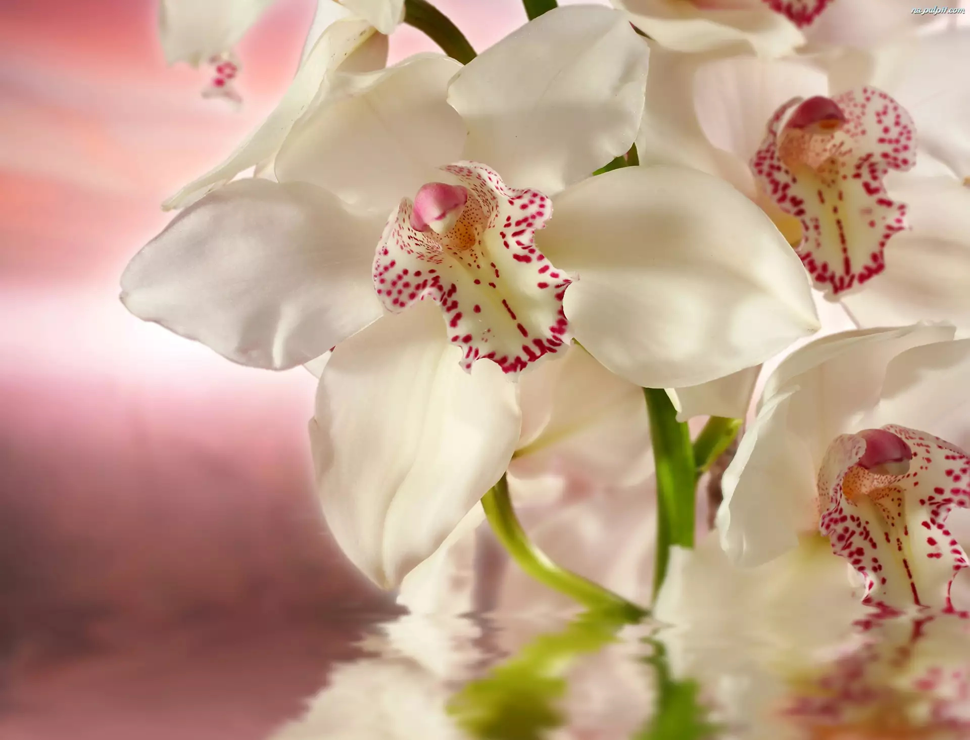 Biała, Rozmycie, Orchidea, Woda