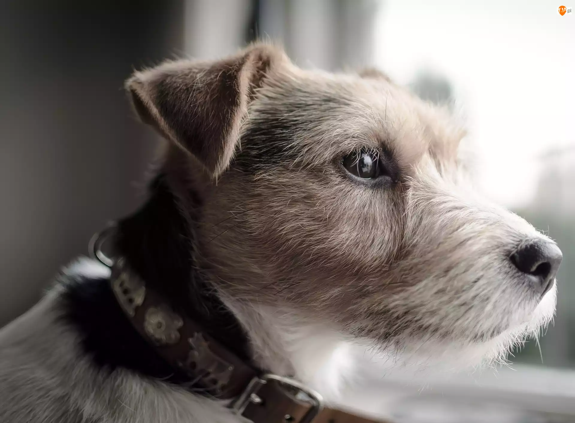 Parson Russell Terrier, Głowa