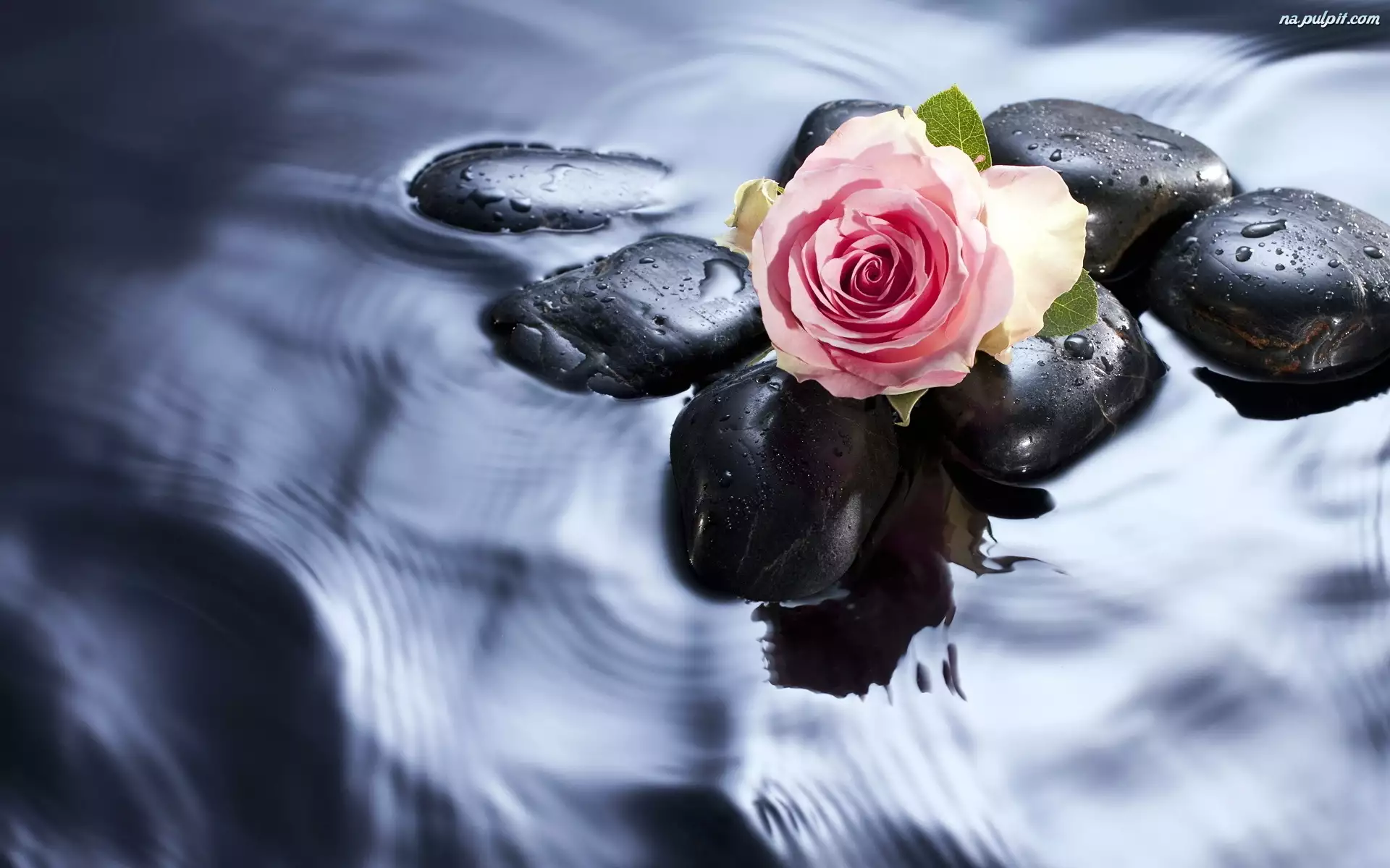 Woda, Różowa, Róża, Kamienie