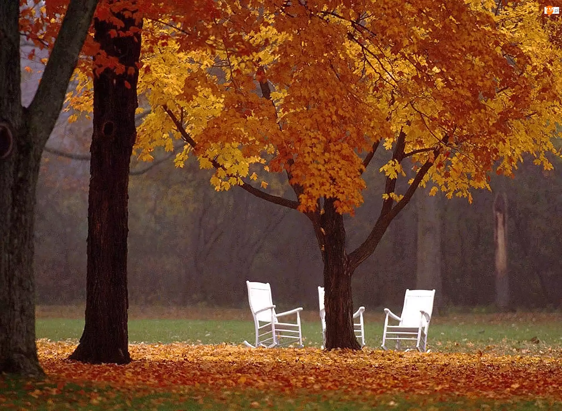 Jesień, Krzesła, Drzewa, Białe
