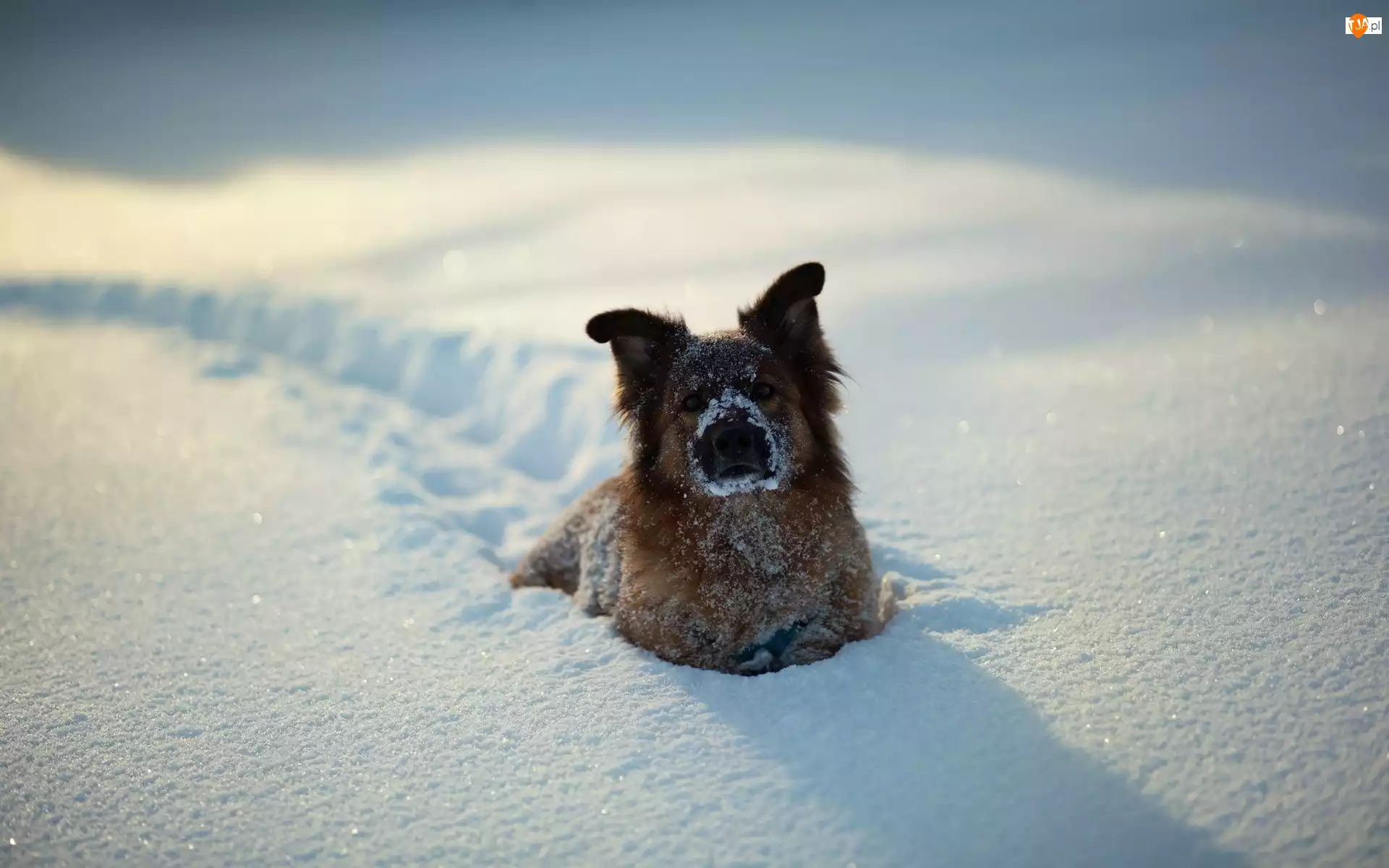 Zima, Śniegu, Pies, Dużo