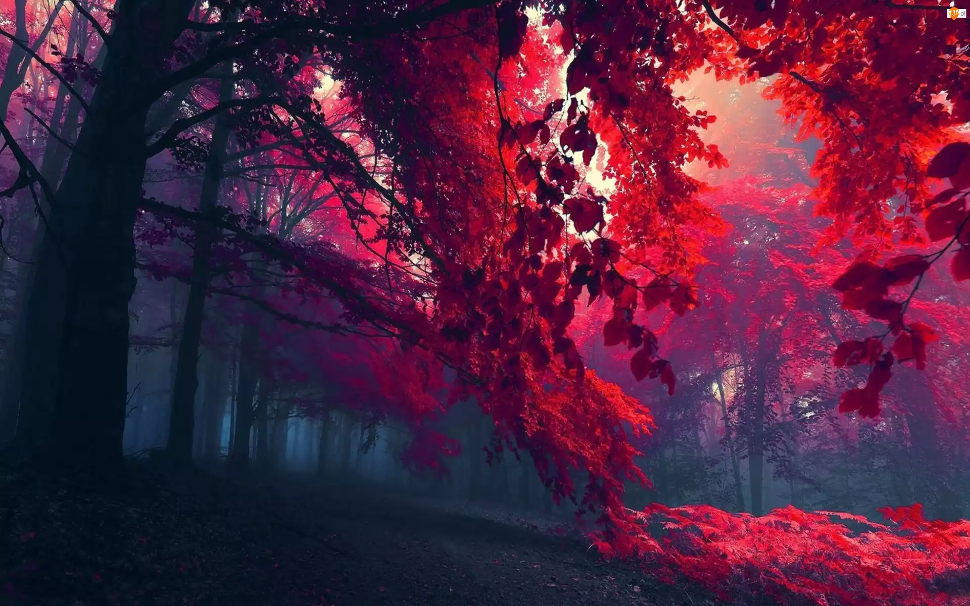 Las, Liście, Mgła, Czerwone