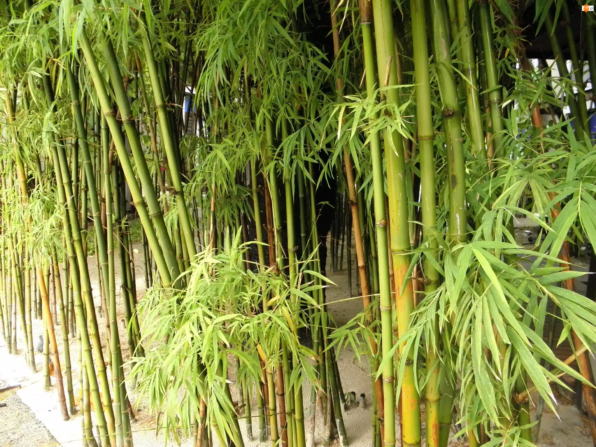 Lasek, Bambusowy, Zielony