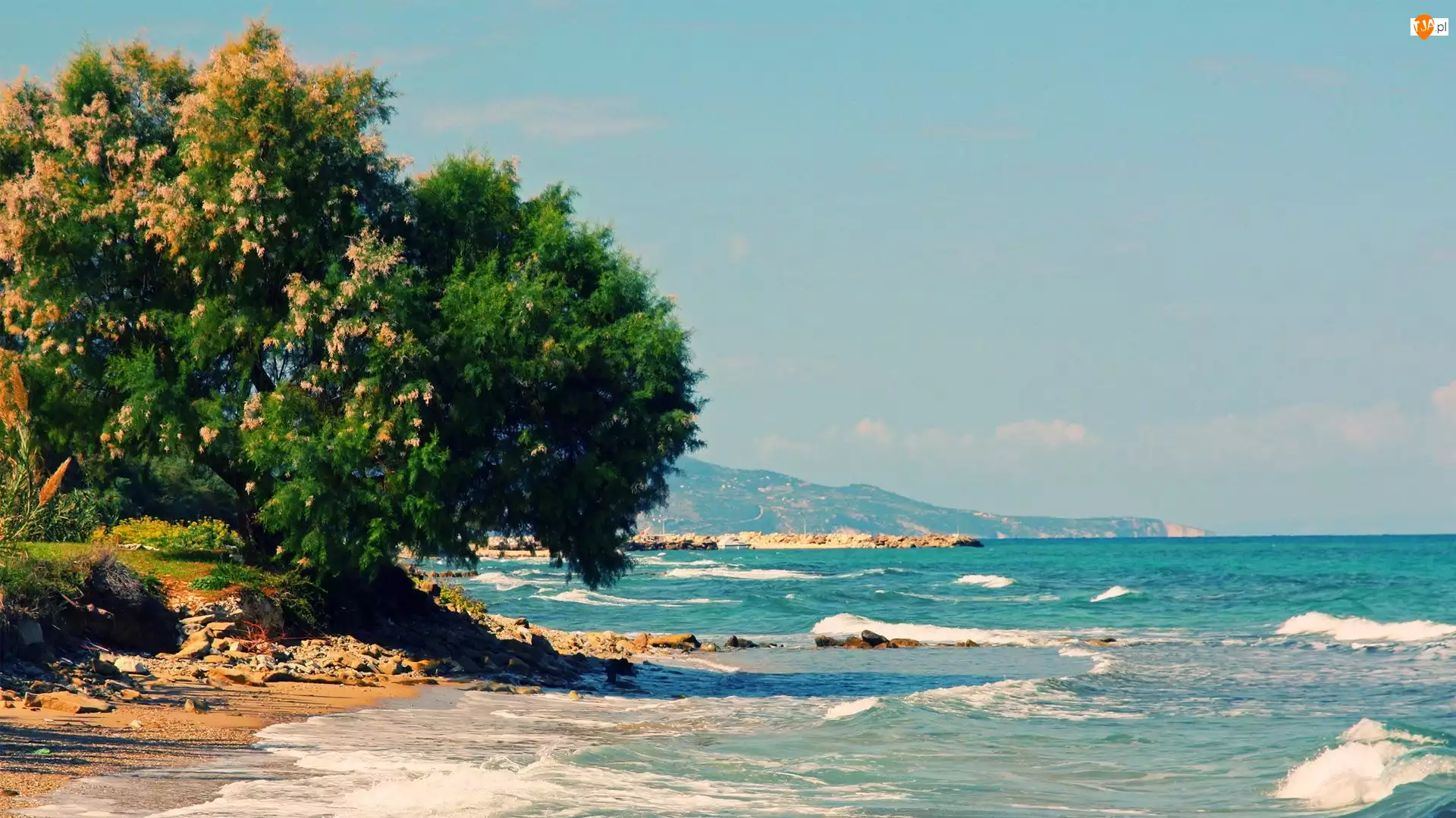 Morze, Grecja, Drzewo, Zakynthos