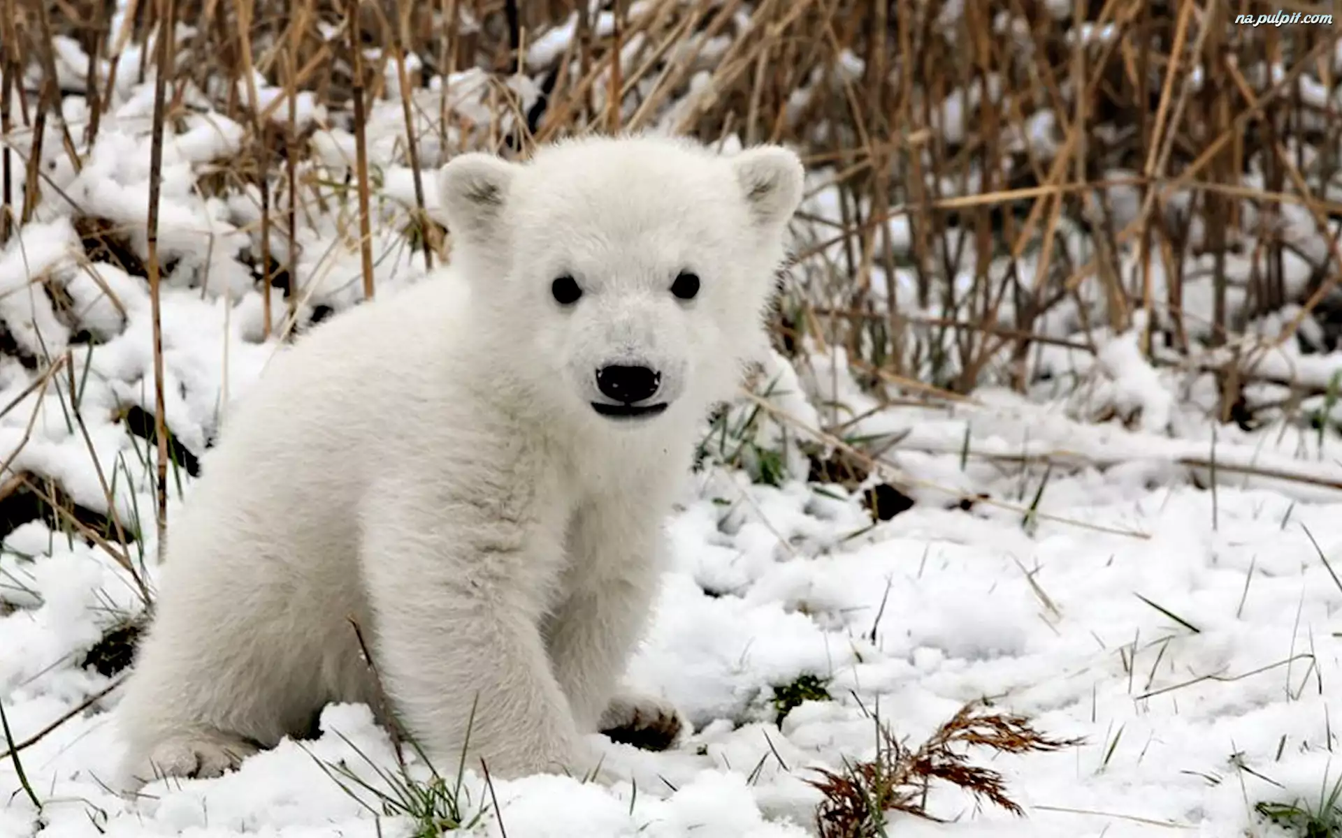 Śnieg, Biały, Niedźwiedź