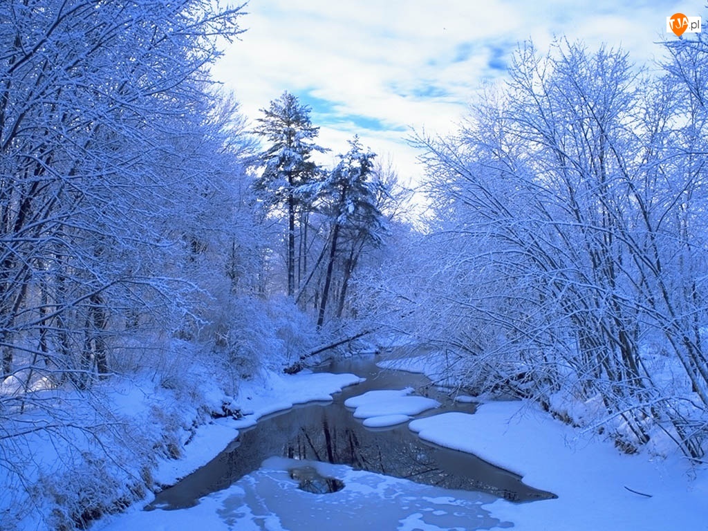 Zima, Drzewa, Rzeka, Ośnieżone