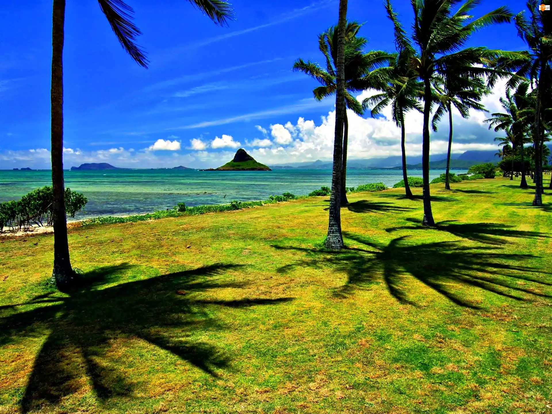 Ocean, Hawaje, Wyspa, Palmy