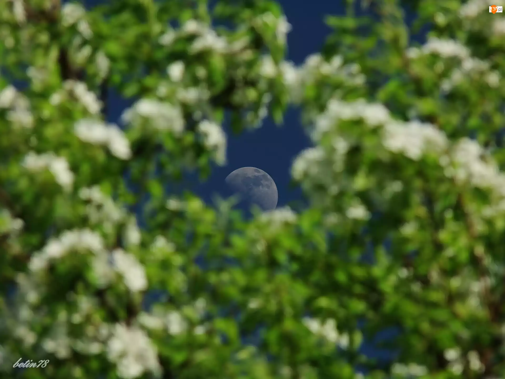Drzewa, Niebo, Księżyc