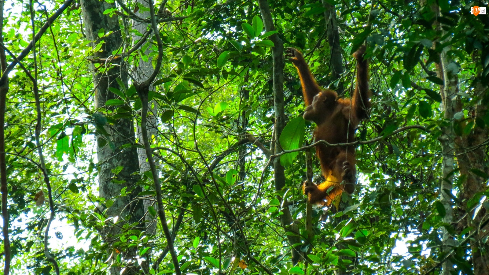 Borneo, Orangutan, Las, Tropikalny