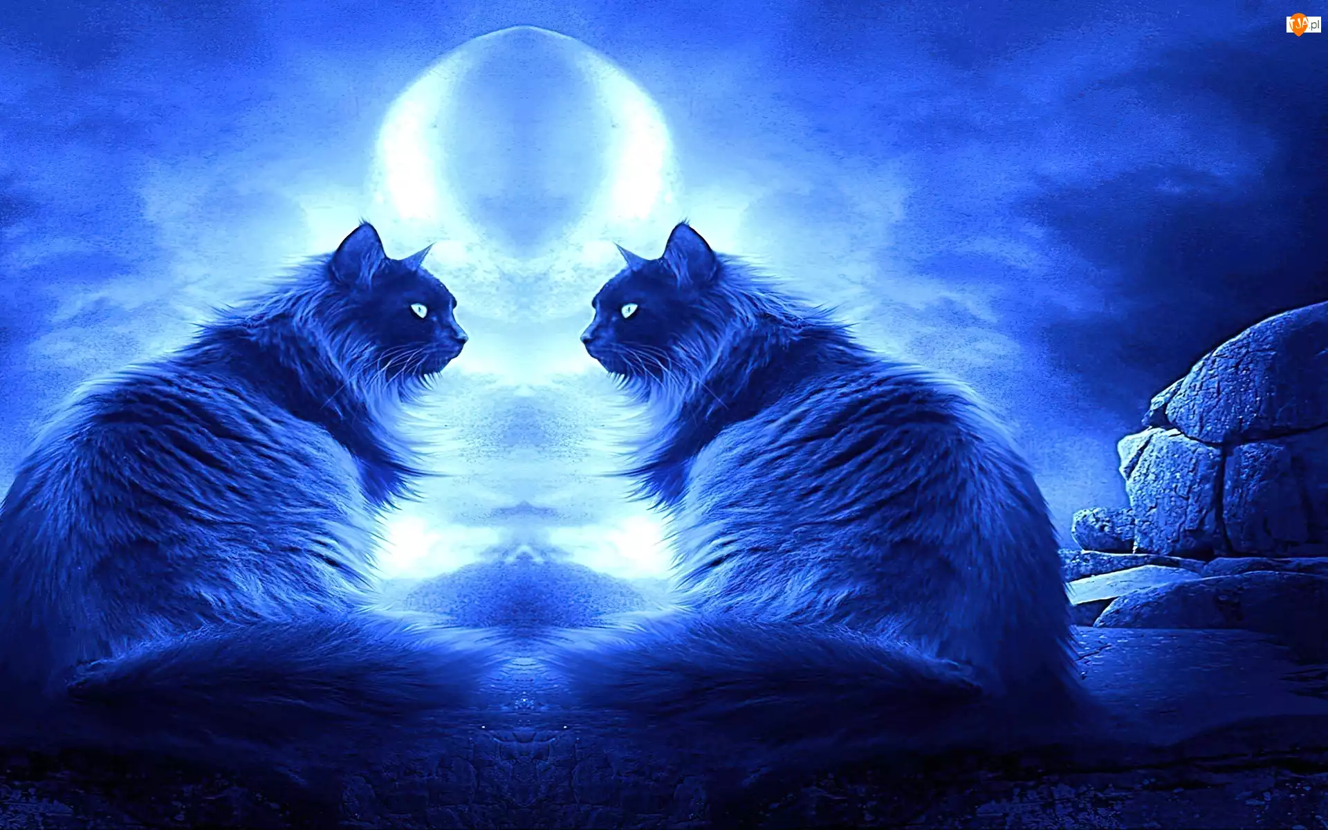 Dwa, Księżyc, Koty, Noc