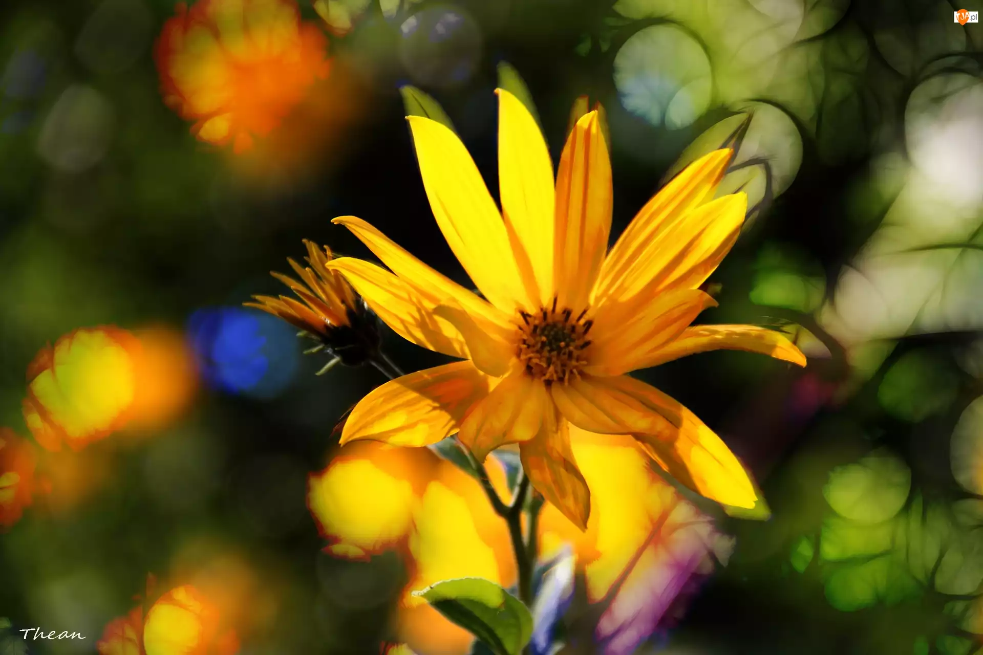 Kwiaty, Słonecznik Bulwiasty, Żółte