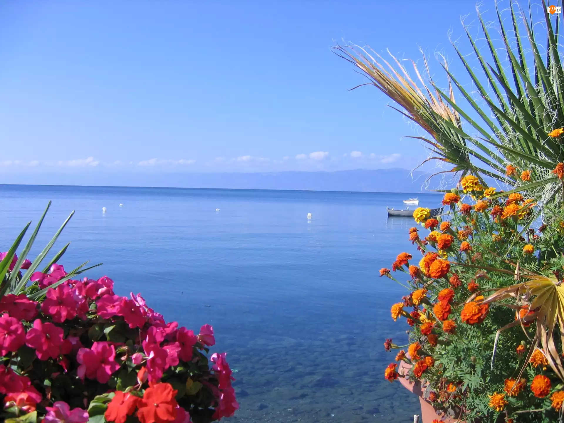 Kwiaty, Jezioro, Ohrid, Albania