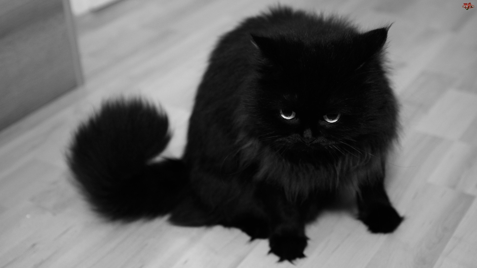 Kot, Czarny