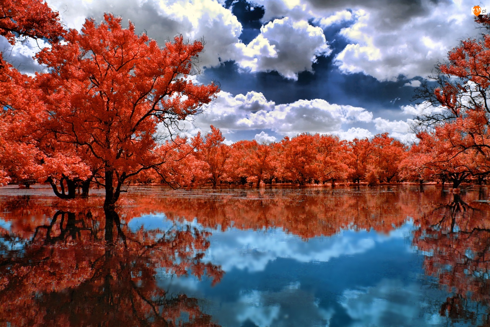 Chmury, Jezioro, Pomarańczowe, Drzewa