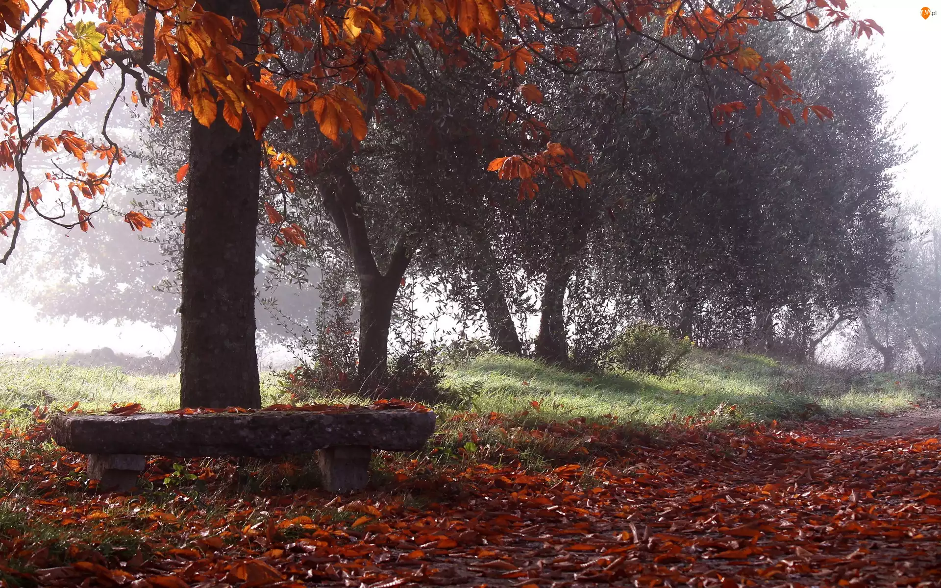 Jesień, Park, Droga, Drzewa, Mgła