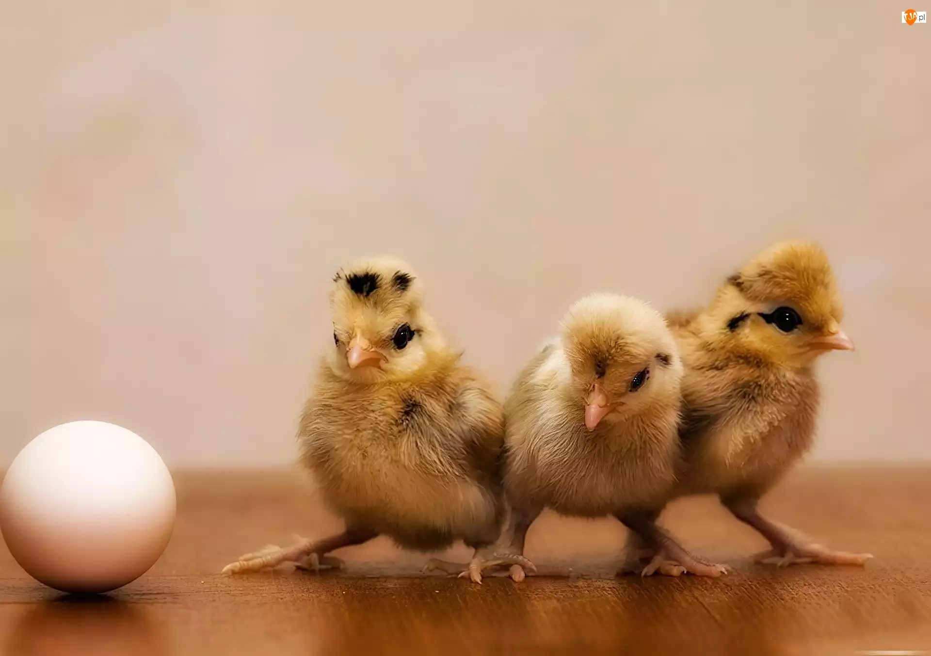 Jajko, Trzy, Kurczaczki