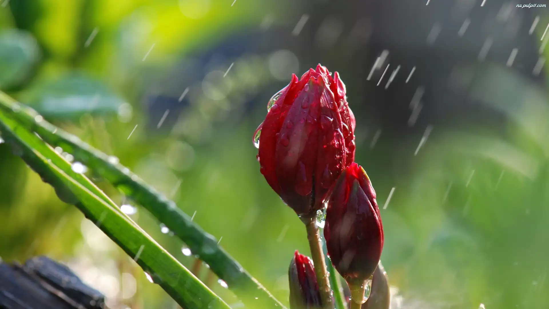 Deszcz, Tulipan