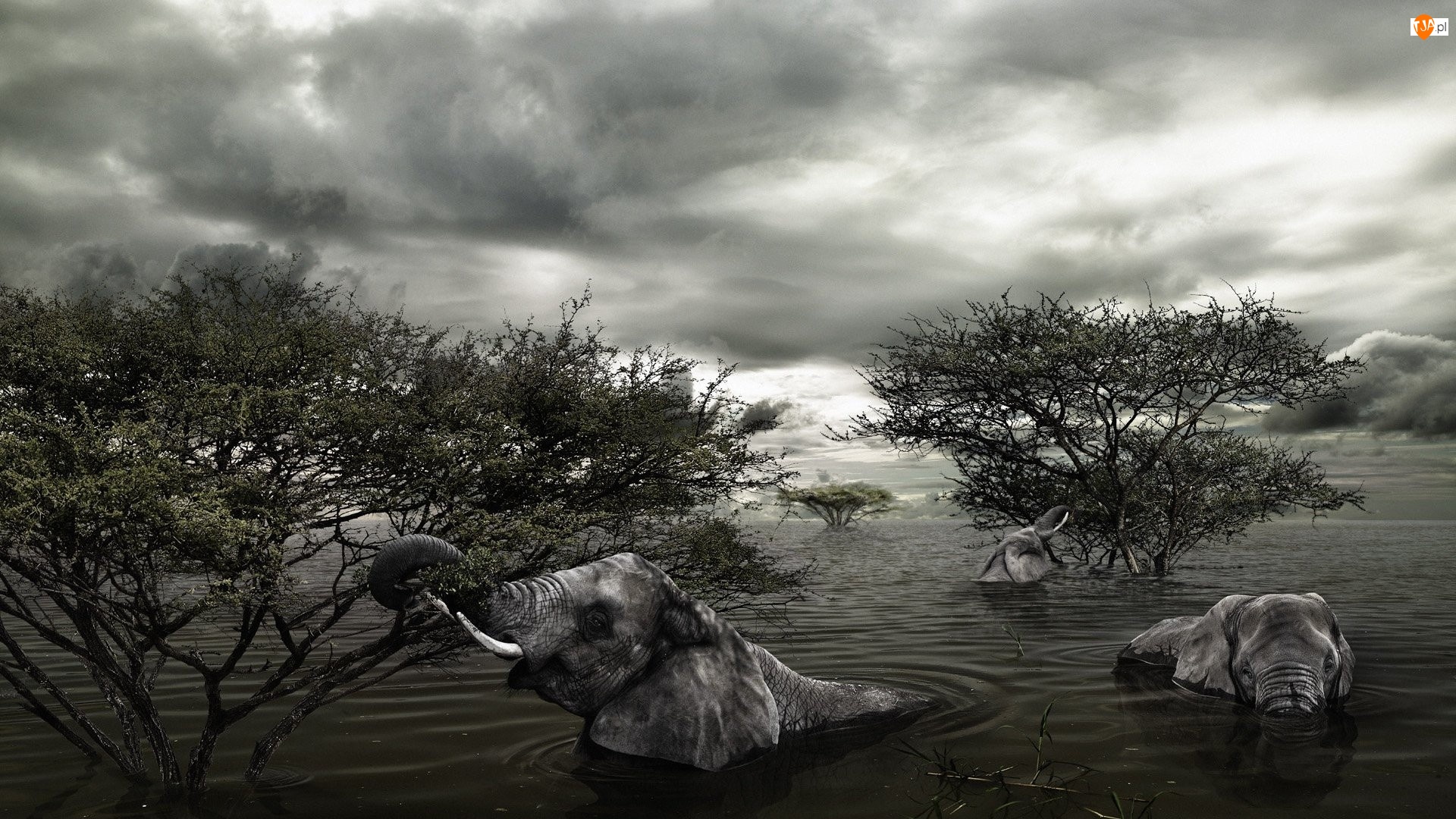 Powódź, Chmury, Słonie, Drzewa