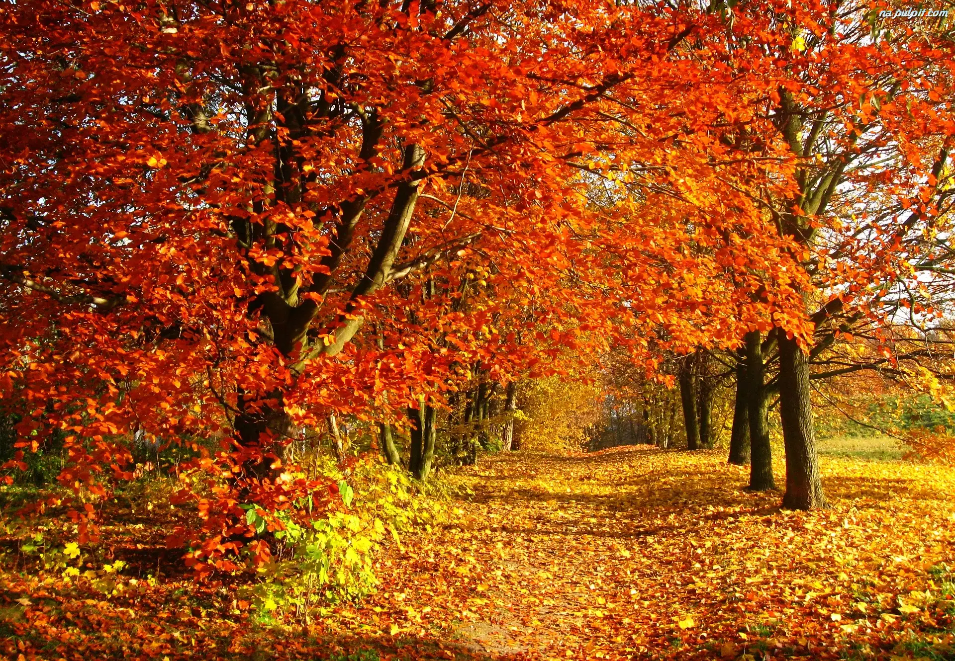 Drzewa, Park, Liście, Jesień, Droga
