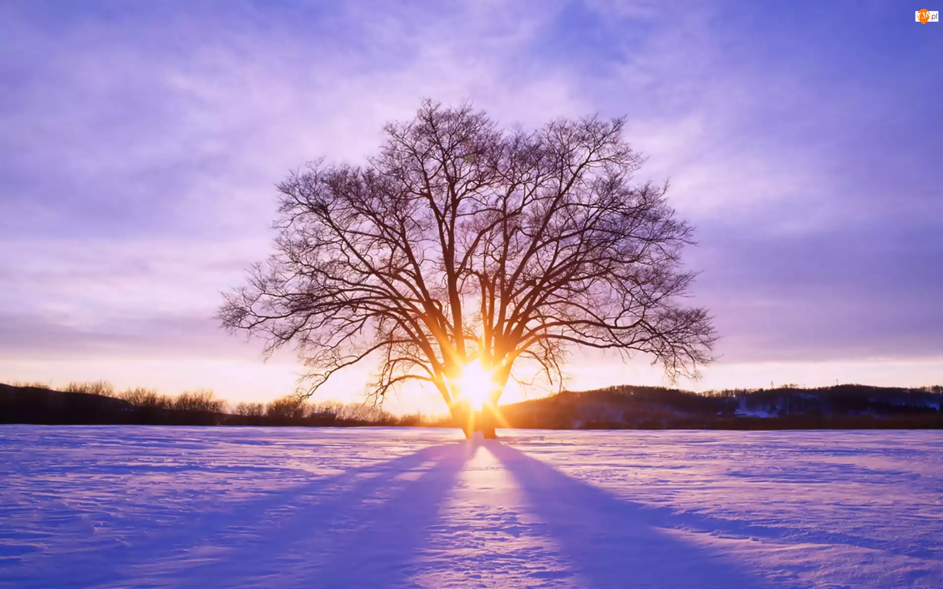 Drzewo, Słońca, Śnieg, Promienie