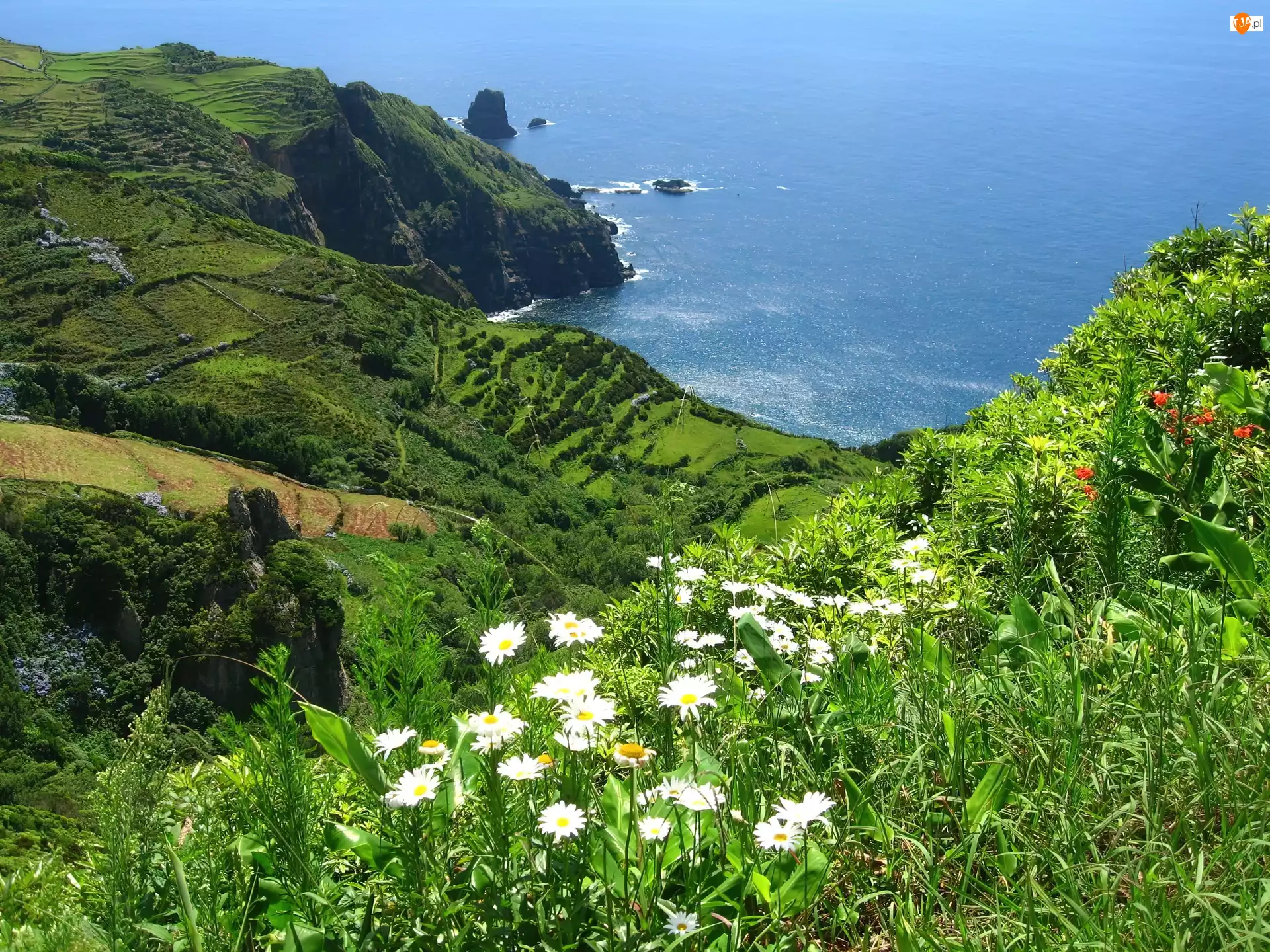 Kwiatki, Portugalia, Zatoka, Ocean, Azory