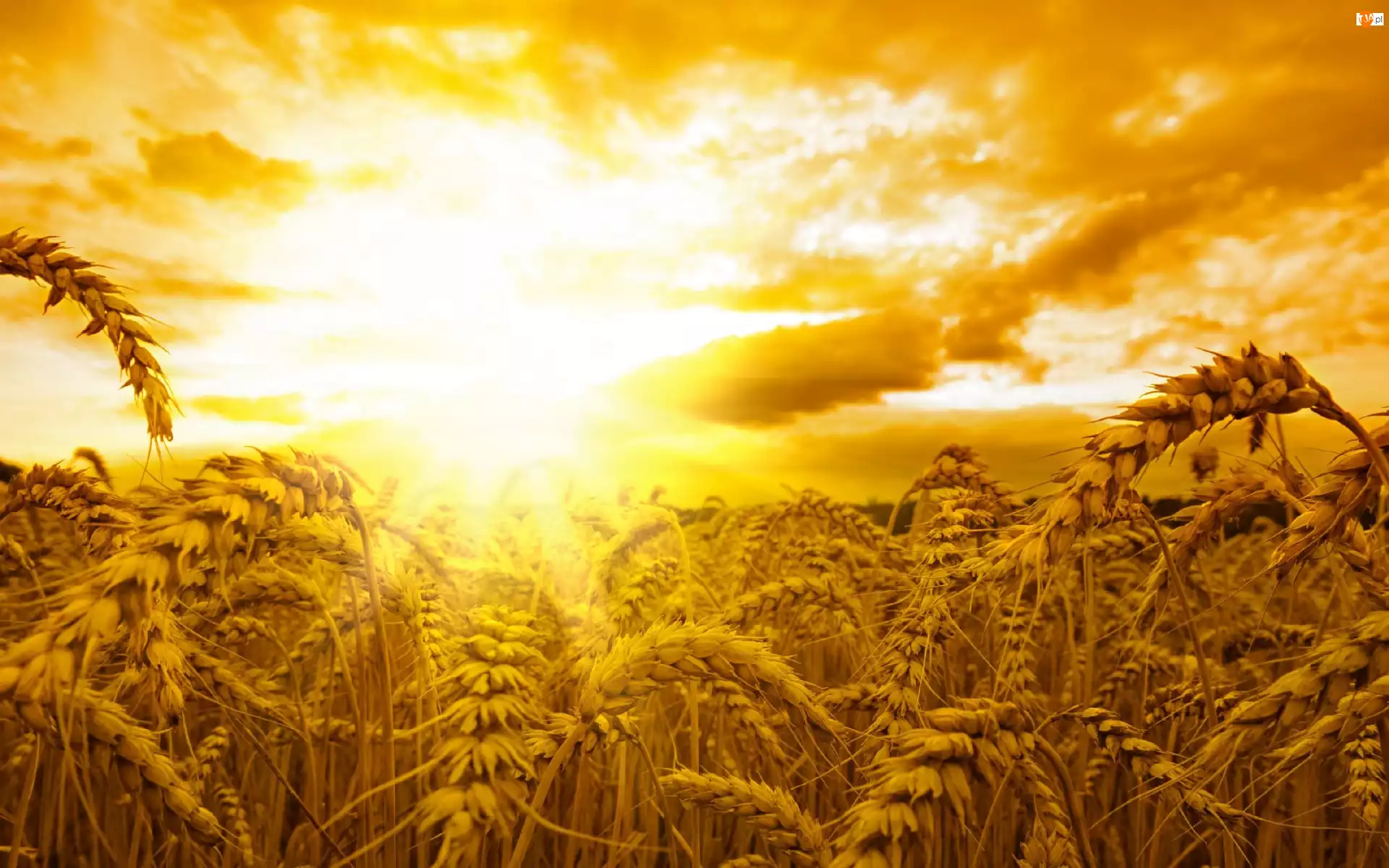 Zbóż, Promienie Słońca, Kłosy
