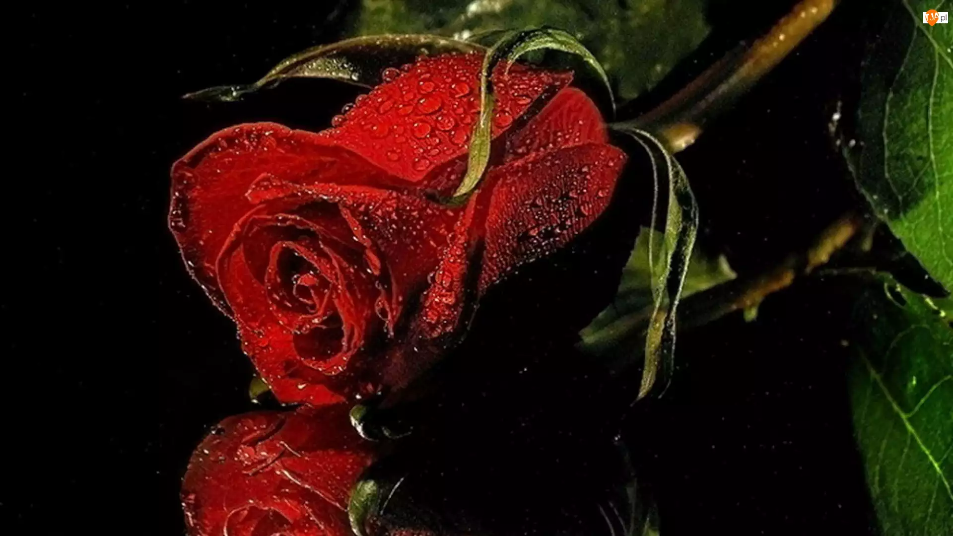 Kwiat, Rosa, Czerwona, Róża
