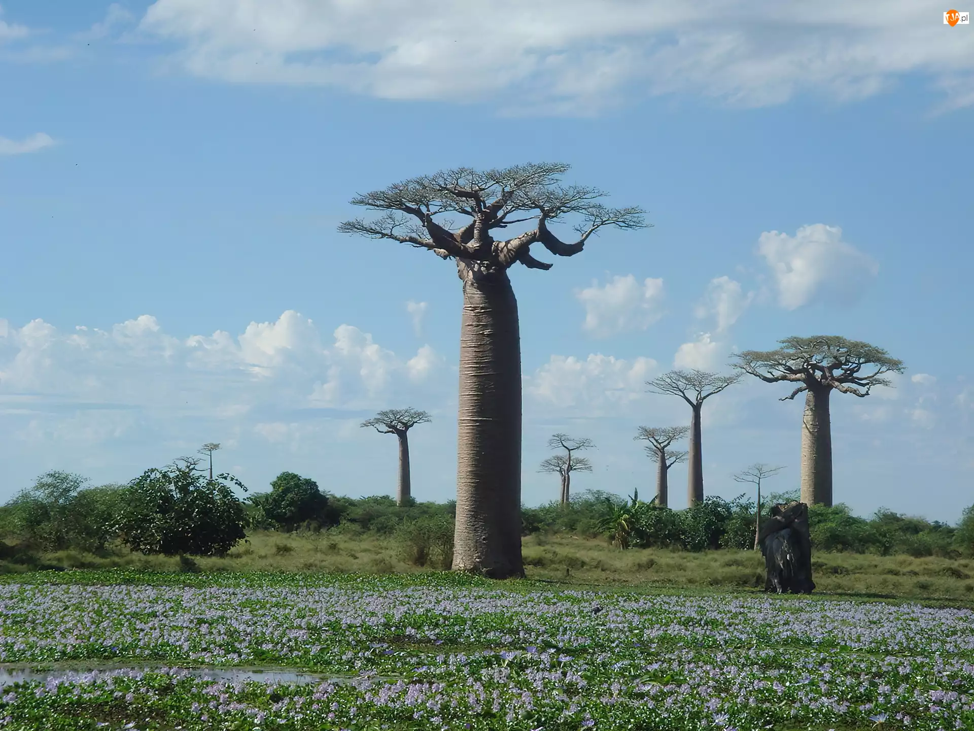 Łąka, Baobab