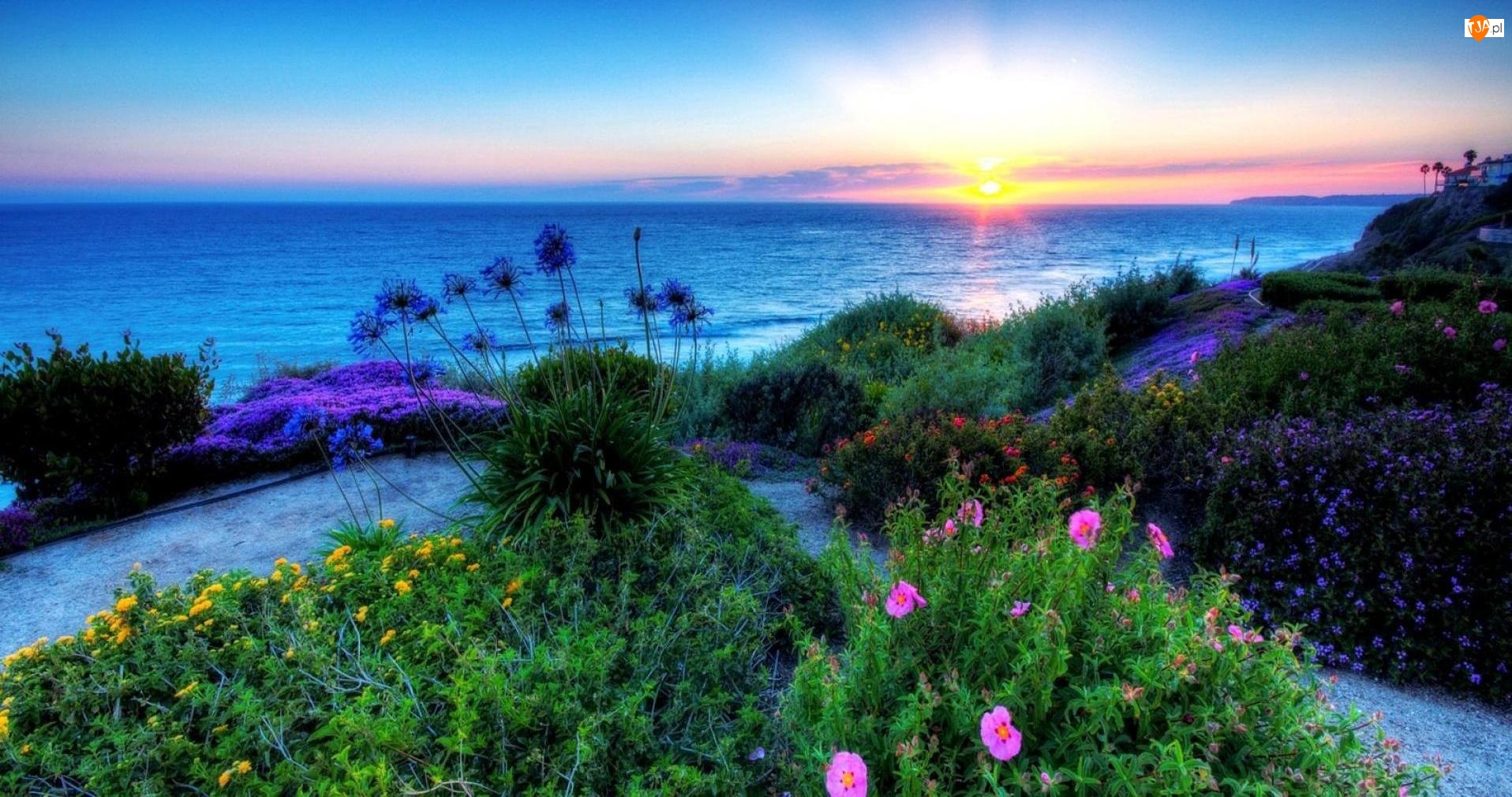 Morze, Roślinność, Zachód Słońca, Kwiaty