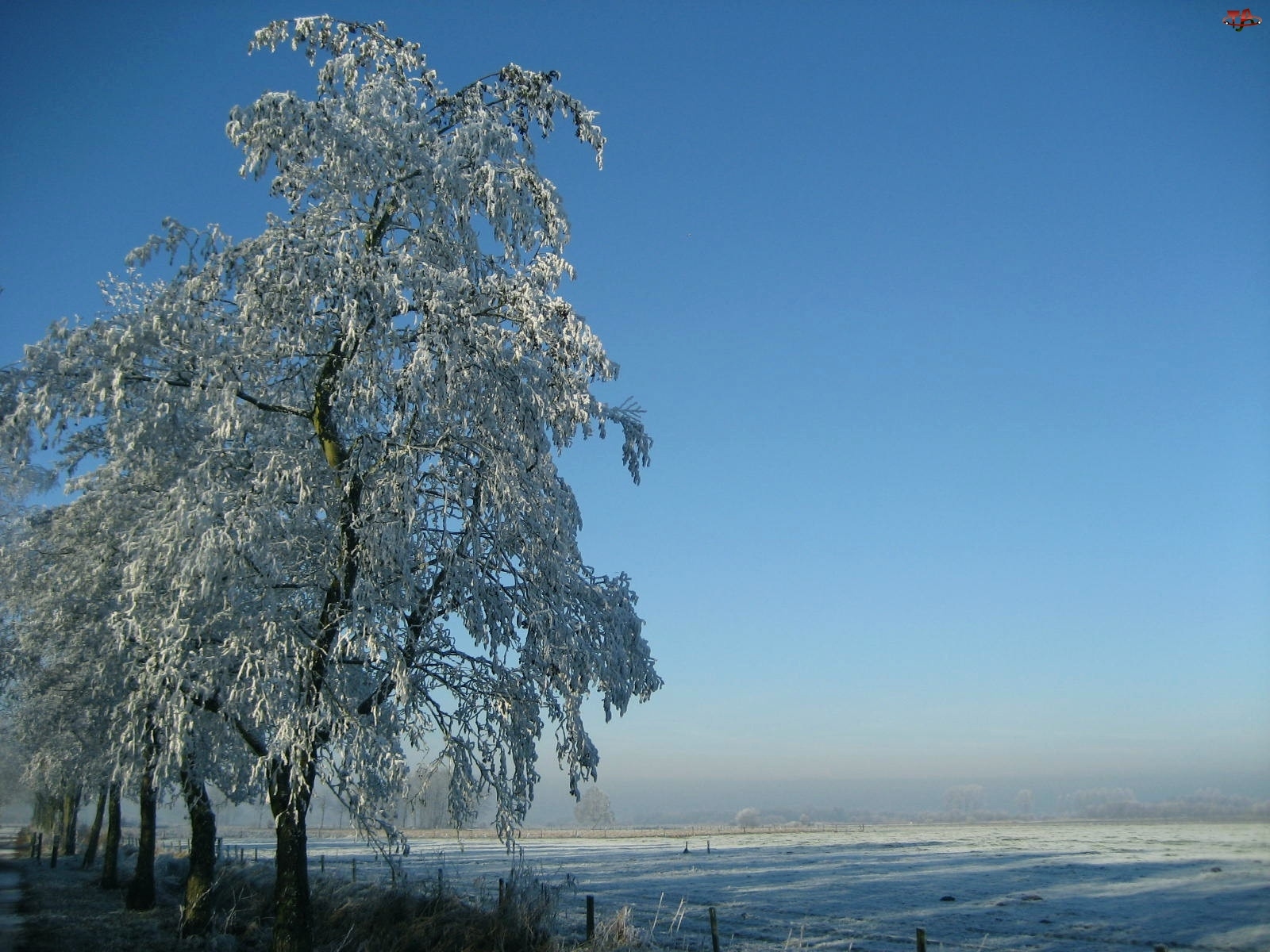 Pole, Zima, Drzewo