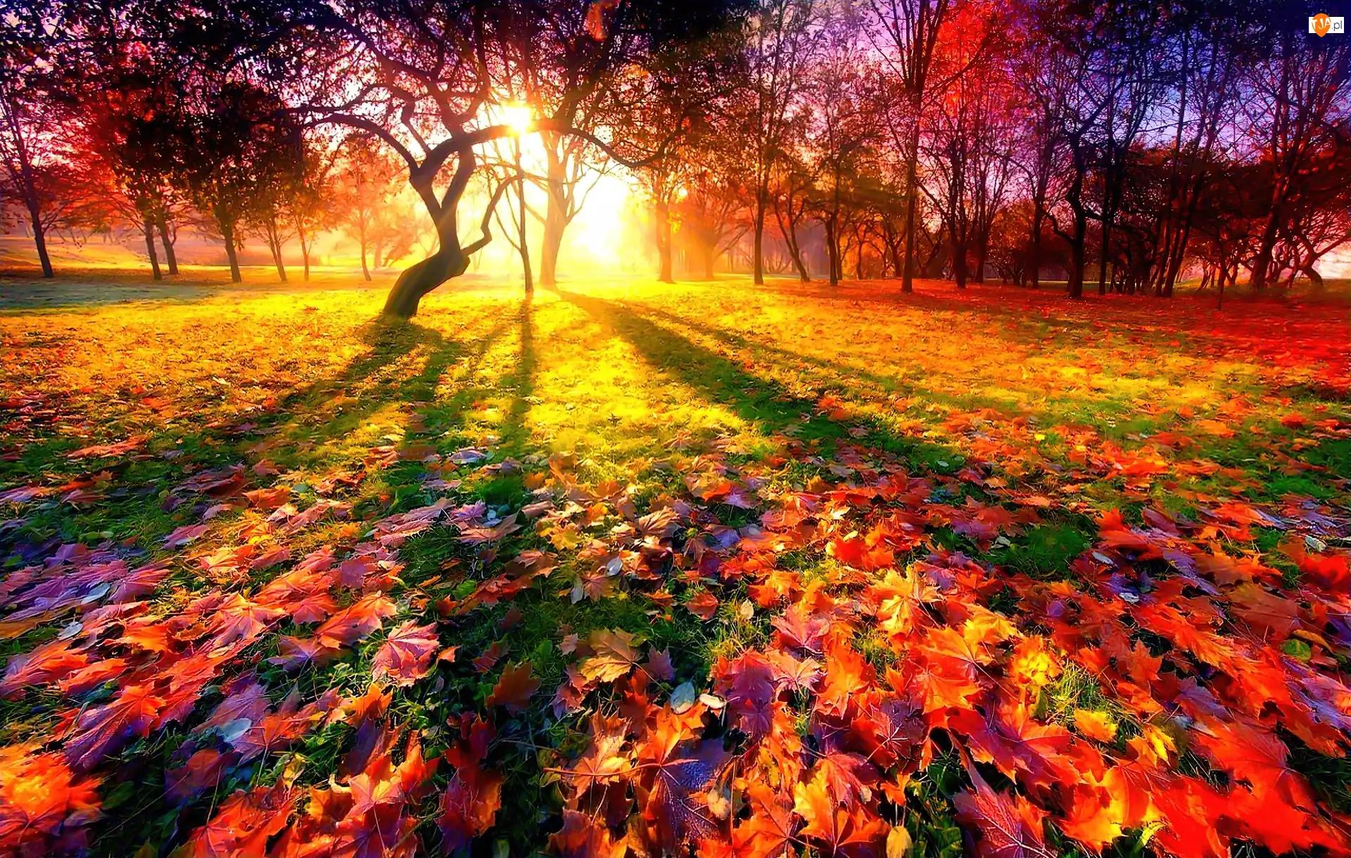 Światło, Drzewa, Jesień, Liście, Przebijające