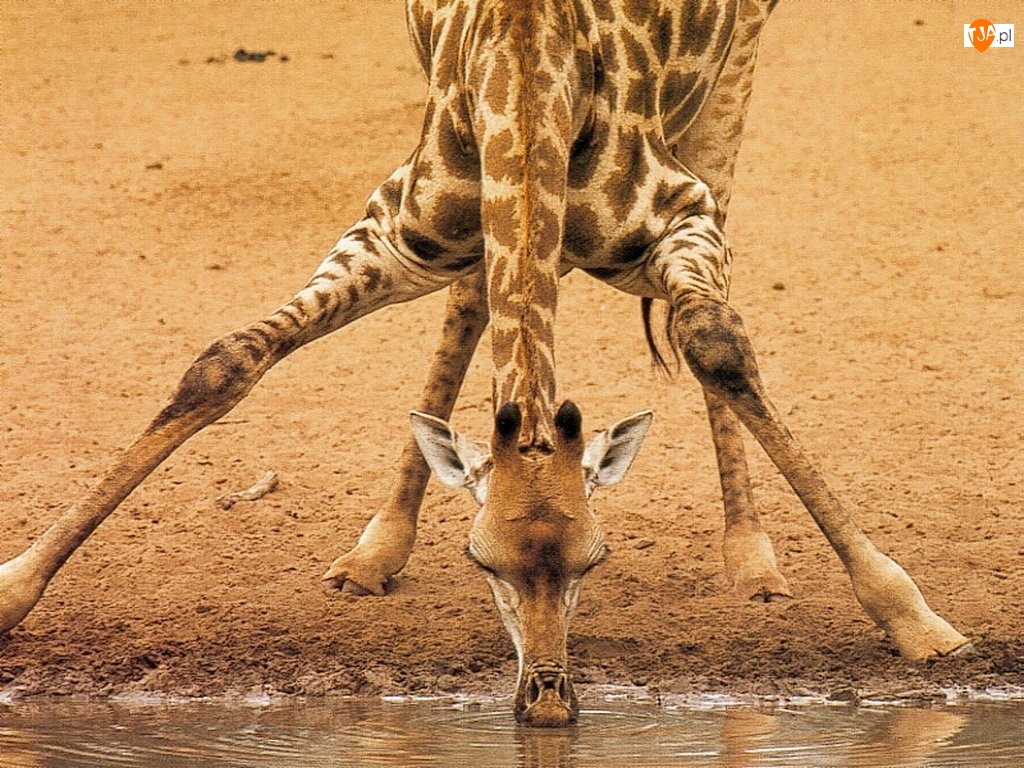 Wodopój, Żyrafa