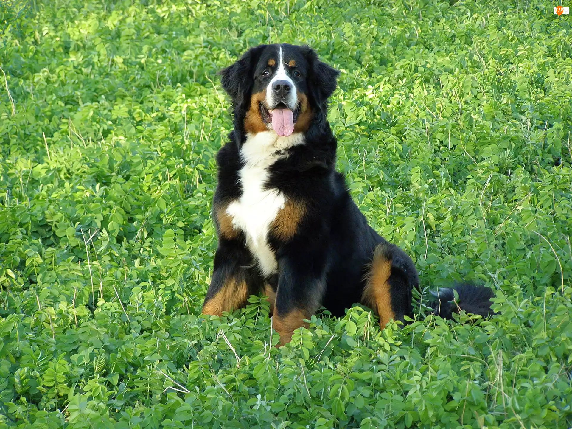 Trawa, Berneński Pies Pasterski, Język