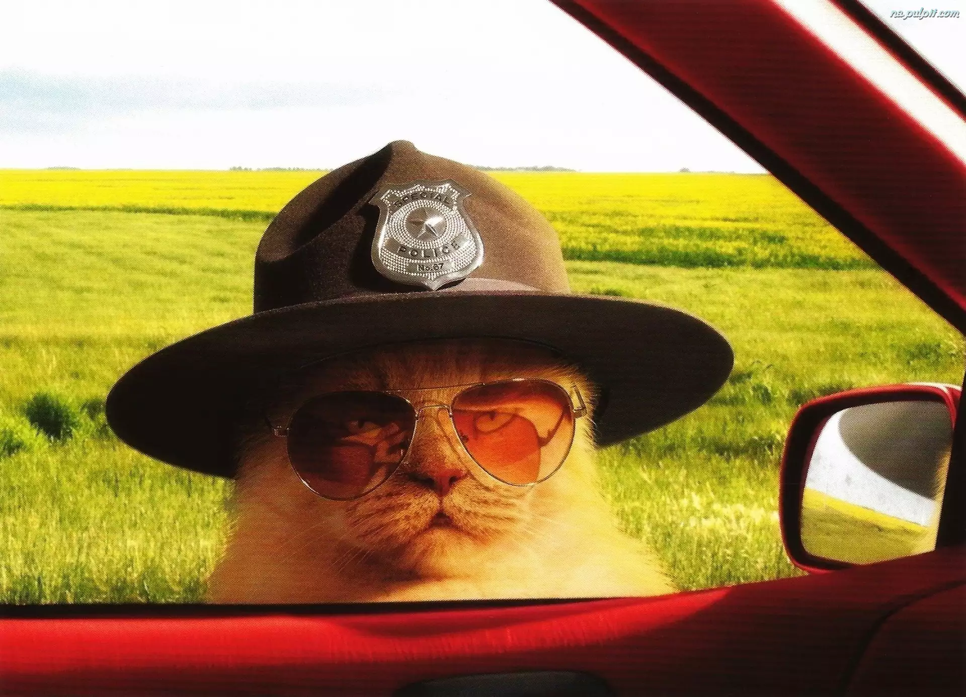 Policjant, Kot, Okulary, Kapelusz
