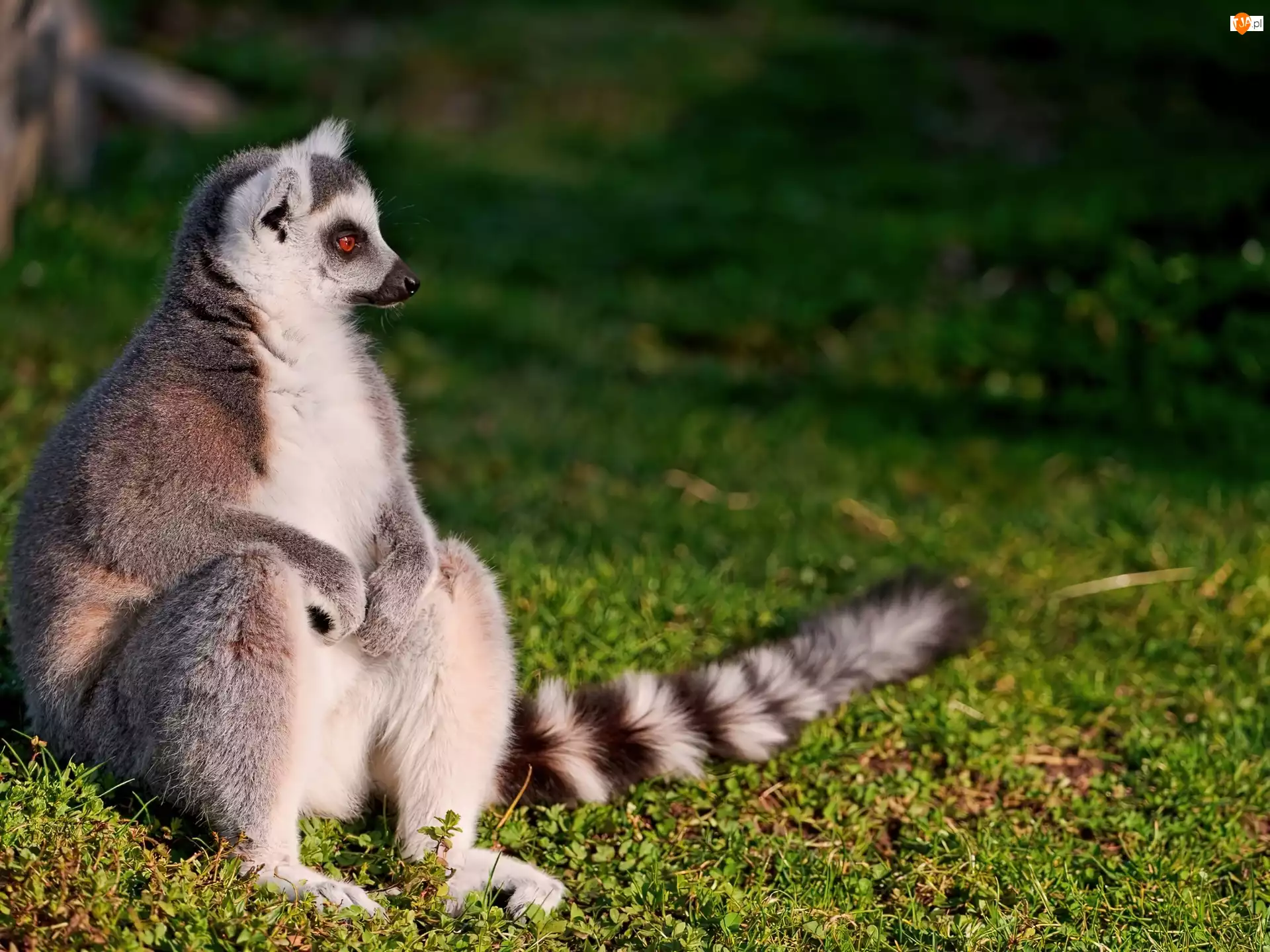 Trawa, Lemur