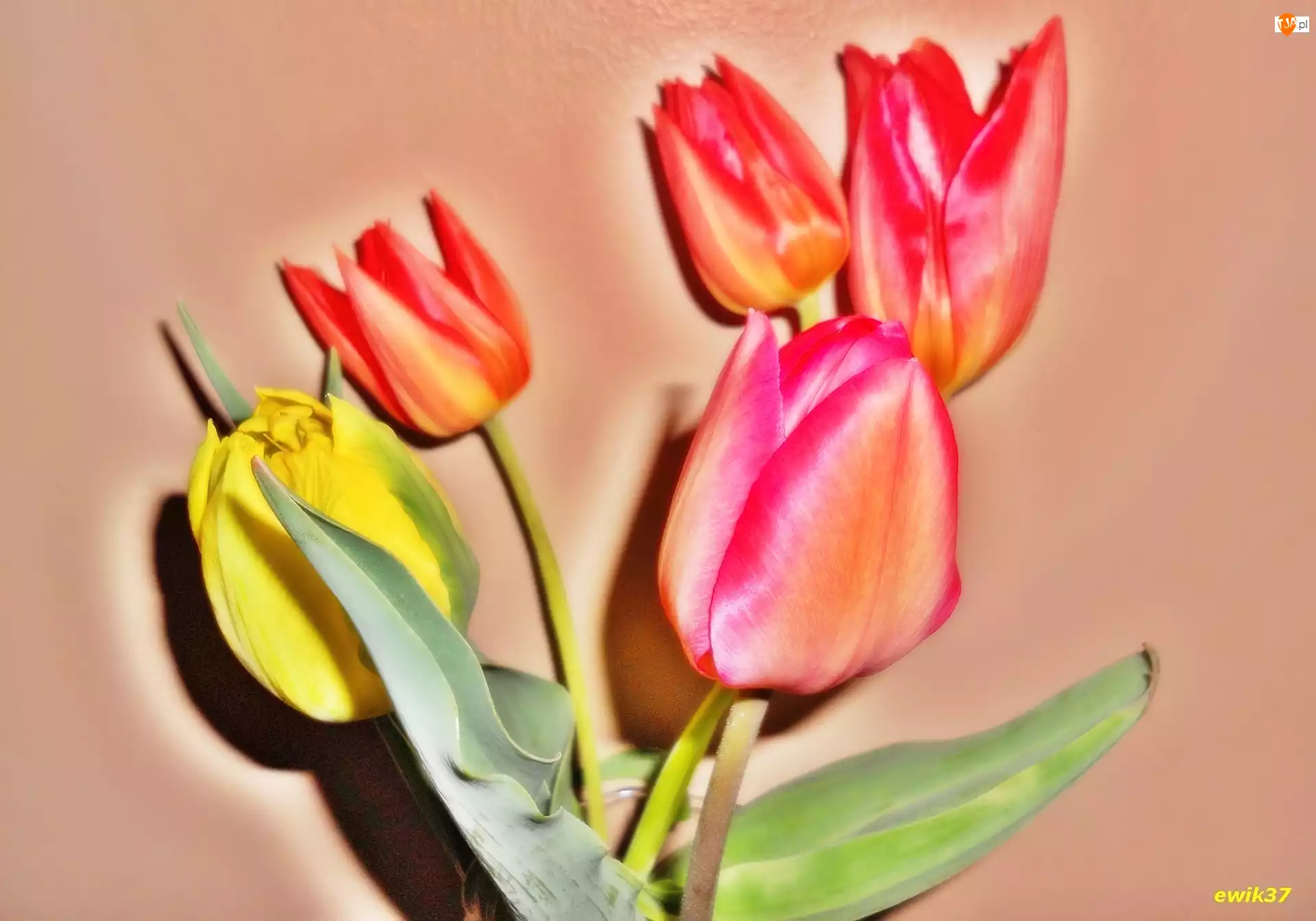 Efekty Graficzne, Kwiaty, Tulipany